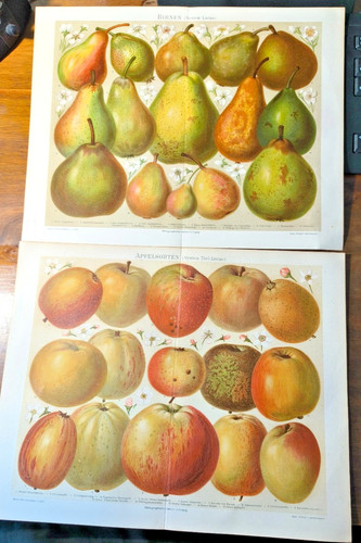 Lithographien chromo 1905 - chromo, "