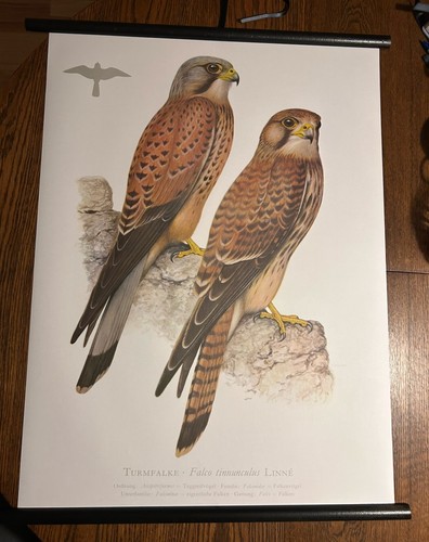 Turmfalke falke vogel - falke,