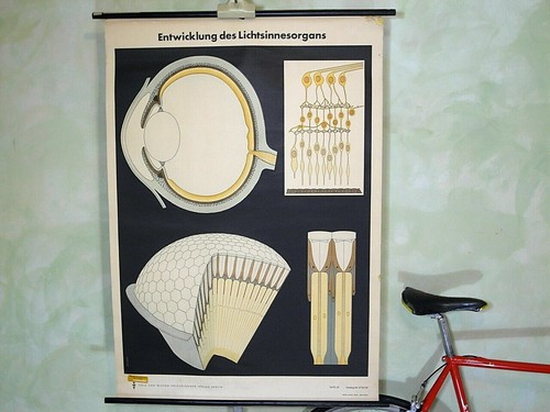 Entwicklung lichtorgans - entwicklung,